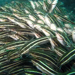 Striped Eel Catfish