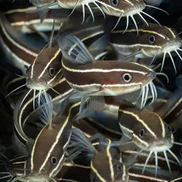 Striped Eel Catfish, photo 3
