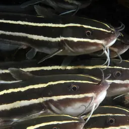 Striped Eel Catfish, photo 4