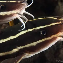 Striped Eel Catfish, photo 5