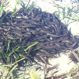 Striped Eel Catfish, photo 6
