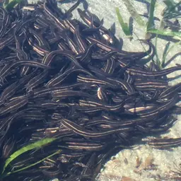 Striped Eel Catfish, photo 7