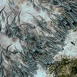 Striped Eel Catfish, photo 8