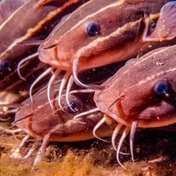 Striped Eel Catfish, photo 9