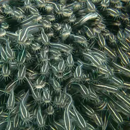 Striped Eel Catfish, photo 10
