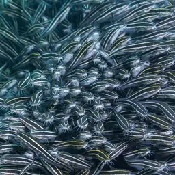 Striped Eel Catfish, photo 12