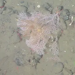Long-spined Tree Coral, photo 1
