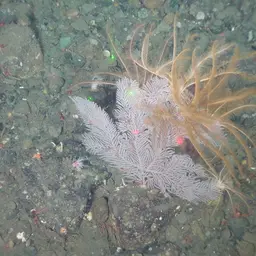 Long-spined Tree Coral, photo 3