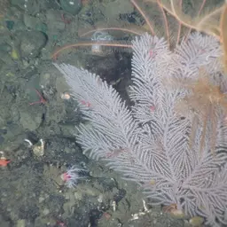 Long-spined Tree Coral, photo 4