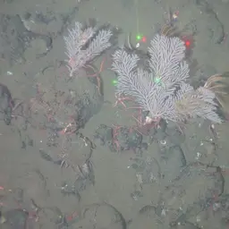 Long-spined Tree Coral, photo 5