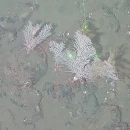 Long-spined Tree Coral, photo 6