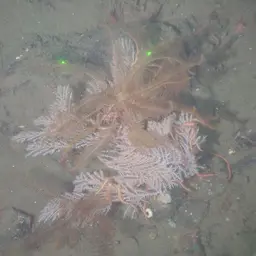 Long-spined Tree Coral, photo 7
