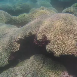 Cauliflower Coral