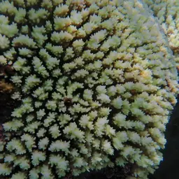 Cauliflower Coral, photo 2