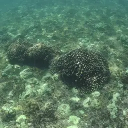 Cauliflower Coral, photo 3