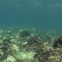Cauliflower Coral, photo 4