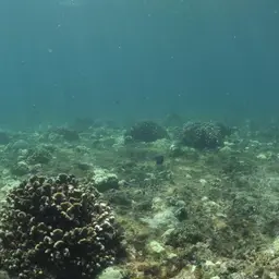 Cauliflower Coral, photo 5