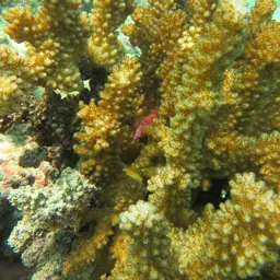 Cauliflower Coral, photo 6