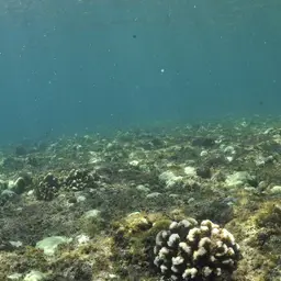 Cauliflower Coral, photo 7