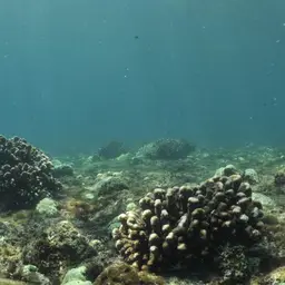 Cauliflower Coral, photo 8