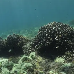 Cauliflower Coral, photo 9
