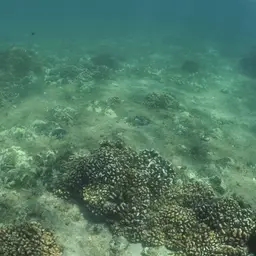 Cauliflower Coral, photo 10