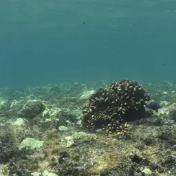 Cauliflower Coral, photo 11