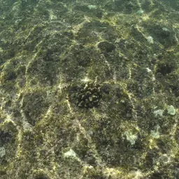 Cauliflower Coral, photo 12