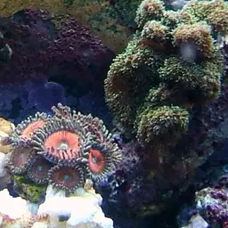 Cauliflower Coral