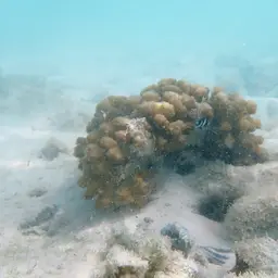Cauliflower Coral, photo 2
