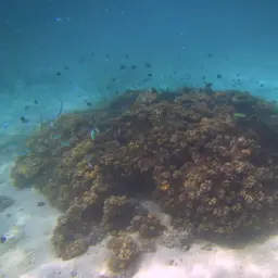 Cauliflower Coral, photo 3