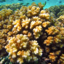 Cauliflower Coral, photo 4