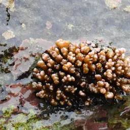 Cauliflower Coral, photo 5