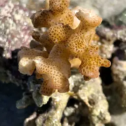Cauliflower Coral, photo 6