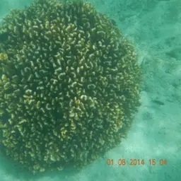 Cauliflower Coral, photo 7