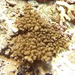 Cauliflower Coral, photo 8