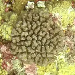 Cauliflower Coral, photo 9