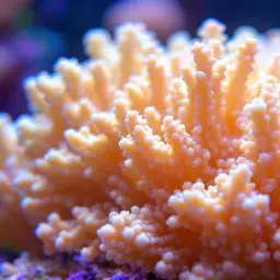 Cauliflower Coral