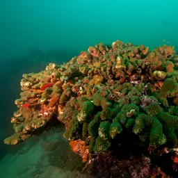 Cauliflower Coral