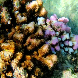 Cauliflower Coral, photo 2