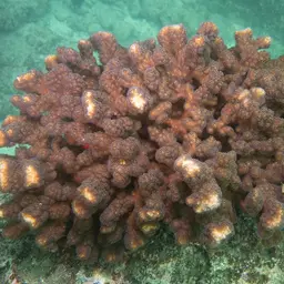 Cauliflower Coral, photo 3