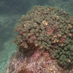 Cauliflower Coral, photo 4