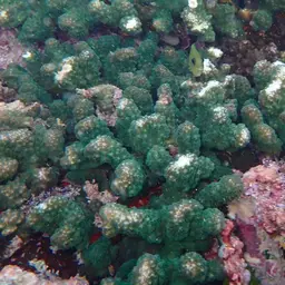 Cauliflower Coral, photo 5
