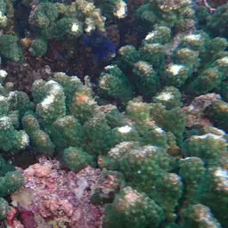 Cauliflower Coral, photo 6