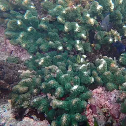 Cauliflower Coral, photo 7