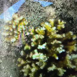 Cauliflower Coral, photo 8