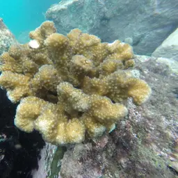 Cauliflower Coral, photo 9