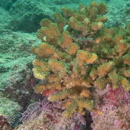 Cauliflower Coral, photo 10