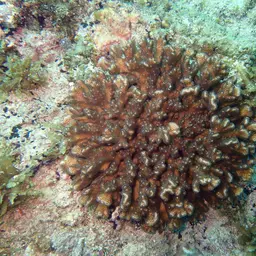 Cauliflower Coral, photo 11
