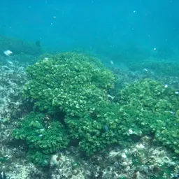 Cauliflower Coral, photo 12